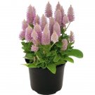 Ptilotus Joey 25 Ptilotus Ptilotus Exaltatus Seeds Fresh Garden