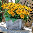 Rudbeckia 25 Rudbeckia Amarillo Gold Seeds Fresh Garden