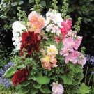 Alcea 25 Spring Celebrites Hollyhock Dwarf Hollyhock Seeds Fresh Garden