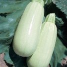 Squash 50 Summer Squash Italian Bianco Seeds Fresh Garden
