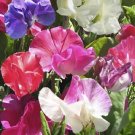 50 Sweet Pea Villa Roma Mix Sweet Pea Seeds Fresh Garden