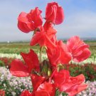 Sweet Pea Sweet Pea Mammoth Scarlet 50 Seeds Fresh Garden