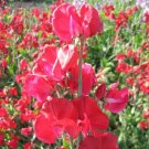Sweet Pea Sweet Pea Mammoth Crimson 50 Seeds Fresh Garden