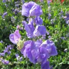Sweet Pea Sweet Pea Mammoth Mid Blue 50 Seeds Fresh Garden