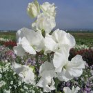 Sweet Pea Sweet Pea Mammoth White 50 Seeds Fresh Garden