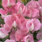 Sweet Pea Sweet Pea Mammoth Rose Pink 50 Seeds Fresh Garden Sweet Pea Sweet Pea Mammoth Rose Pink 50 Seeds Fresh Garden