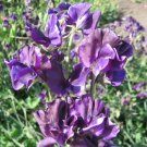 Sweet Pea Sweet Pea Mammoth Navy Blue 50 Seeds Fresh Garden