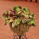 15 Pelleted Coleus Kong Mosaic Giant Coleus Seeds Fresh Garden
