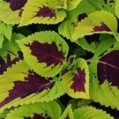 15 Pelleted Coleus Kong Lime Sprite Giant Coleus Seeds Fresh Garden