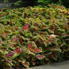 15 Pelleted Coleus Kong Salmon Pink Giant Coleus Seeds Fresh Garden