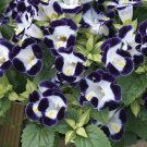 Torenia Duchess Blue And White 50 Pelleted Seeds Fresh Garden