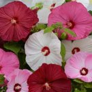 Hibiscus Luna Mix HARDY HIBISCUS 50 Seeds Fresh Garden