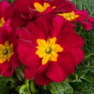 Primula 50 Primrose Primula Danova Wine Red Bicolor FLOWER Seeds Fresh Garden Primula 50 Primrose Primula Danova Wine Red Bicolor FLOWER Seeds Fresh Garden