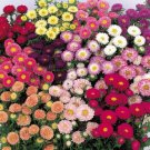 Aster Matsumoto Mix 50 Cut Flower Seeds Fresh Garden