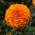Marigold African Marigold Inca II Deep Orange 25 Large Blooms Seeds Fresh Garden