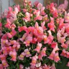 Snapdragon Candy Showers Pink 15 Multi Pelleted Trailing Seeds Fresh Garden