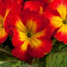 Primula 50 Primrose Primula Danova Yellow Red Bicolor Seeds Fresh Garden