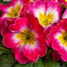 Primula 50 Primrose Primula Danova Rose And White Bicolor Seeds Fresh Garden