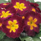 Primula 50 Primrose Primula Danova Burgundy Bi Color FLOWER Seeds Fresh Garden
