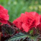 Begonia Nonstop Mocca Scarlet 15 Pelleted Seeds Fresh Garden