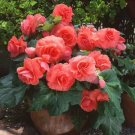 Begonia Nonstop Salmon Tuberous Begonia 15 Pelleted Seeds Fresh Garden