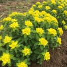 Euphorbia Polychroma 50 Euphorbia Cushion Spurge Seeds Fresh Garden