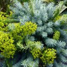 Euphorbia Blue Haze 25 Sedum Seeds Fresh Garden