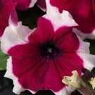 Petunia 50 pelleted Limbo Burgundy Picotee Seeds Fresh Garden