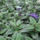 200 Heliotrope Marino Blue Marine Blue Vanilla Scent Flower Seeds Fresh Garden