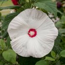 Hibiscus Honeymoon White With Eye Hardy Hibiscus 15 Seeds Fresh Garden