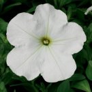 Petunia Hurrah White 50 Pelleted Flower Seeds Fresh Garden
