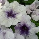 Petunia 50 pelleted Limbo Silver And Blue Seeds Fresh Garden