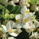 Begonia Babywing White 15 Pelleted Begonia X hybrida Seeds Fresh Garden