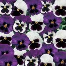 50 Pansy Majestic Giant Sea Breeze Blotch Mix Flower Seeds Fresh Garden 50 Pansy Majestic Giant Sea Breeze Blotch Mix Flower Seeds Fresh Garden