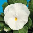 50 Pansy Delta Premium Pure White Seeds Fresh Garden