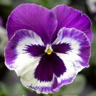 50 Pansy Delta Premium Violet White Seeds Fresh Garden