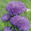 Aster Gala Blue 100 Cut Flower Seeds Fresh Garden