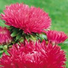 Aster Gala Burgundy 100 Cut Flower Seeds Fresh Garden