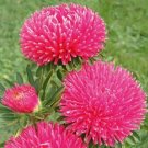 Aster Gala Carmine Rose 100 Cut Flower Seeds Fresh Garden