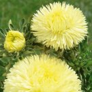 Aster Gala Yellow 100 Cut Flower Seeds Fresh Garden