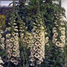 Digitalis 50 Pelleted Digitalis Camelot Cream Foxglove Seeds Fresh Garden
