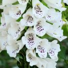 Digitalis Dalmatian White 50 Pelleted Foxglove Seeds Fresh Garden