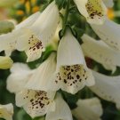 Digitalis Dalmatian Creme 50 Pelleted Foxglove Seeds Fresh Garden