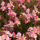 Begonia Babywing Pink15 Pelleted Begonia X hybrida Seeds Fresh Garden