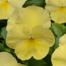 15 Pansy Cool Wave Lemon Trailing Pansy HANGING PANSY Seeds Fresh Garden