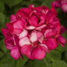 15 Film Coated Maverick Violet Picotee Geranium Seeds Fresh Garden