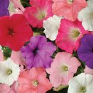 MPB13 Petunia Easy Wave Mix Wave 25 Pelleted Petunia Seeds Fresh Garden