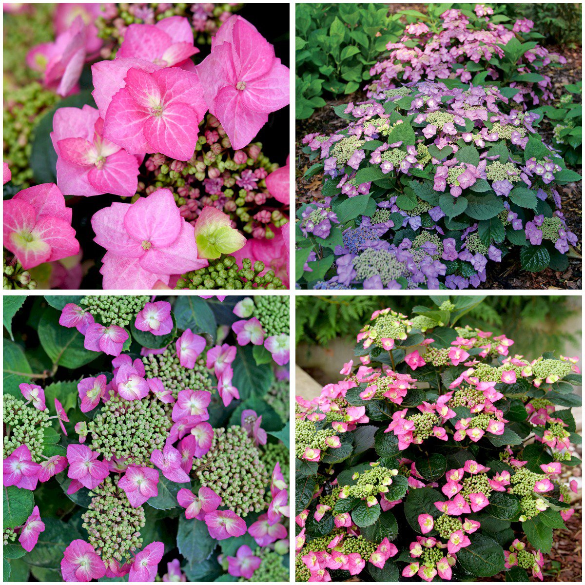 Tuff Stuff Top Fun Mountain Hydrangea - Hydrangea Serrata - 4" Pot