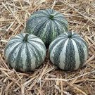 Squash 25 Silver Edge Winter Squash Seeds Fresh Garden Squash 25 Silver Edge Winter Squash Seeds Fresh Garden