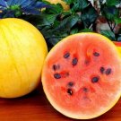 Watermelon 25 Watermelon Golden Midget Seeds Fresh Garden